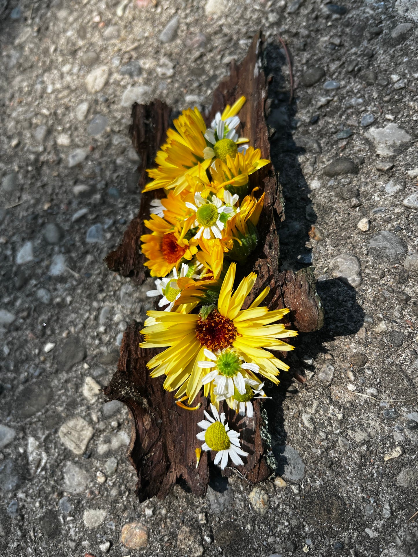 Youth and Adult Herbal Fire Starter and Wildflower Pressing Workshop