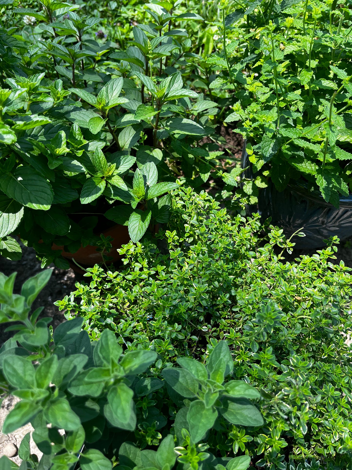 Family Potted Herb and Container Veggie Gardening 101 Workshop