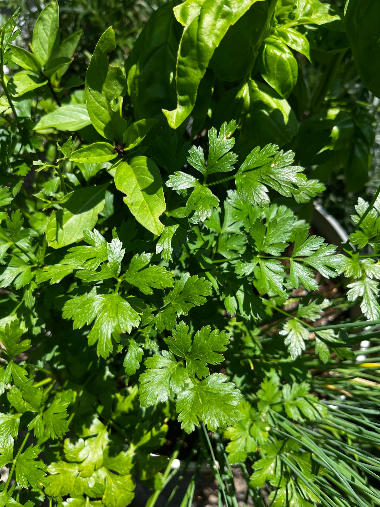Family Potted Herb and Container Veggie Gardening 101 Workshop