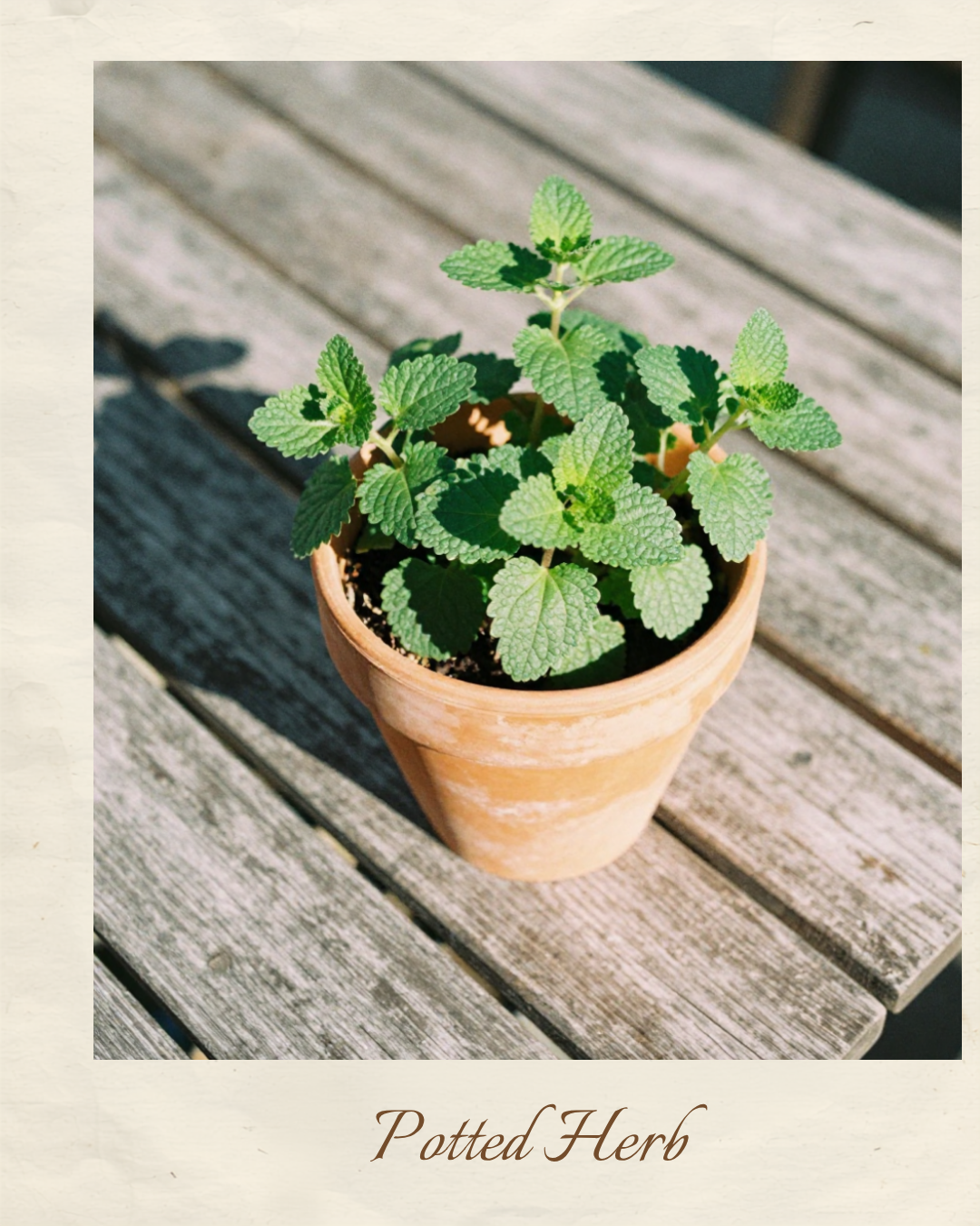Family Potted Herb and Container Veggie Gardening 101 Workshop