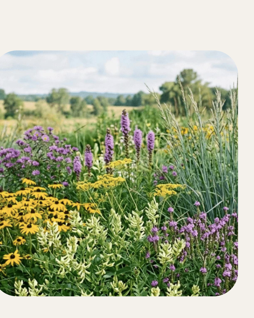 Kids Wildflower Seed Bomb and Art Workshop