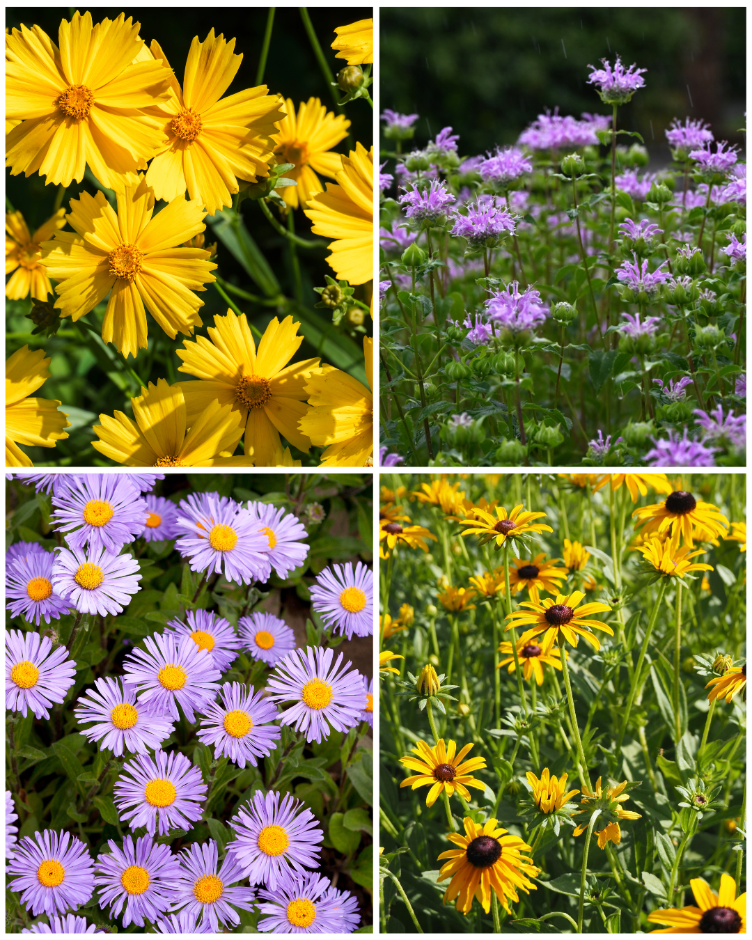 Kids Wildflower Seed Bomb and Art Workshop